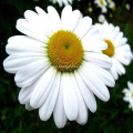 Chrysanthemum Cinerariifolium Pulver